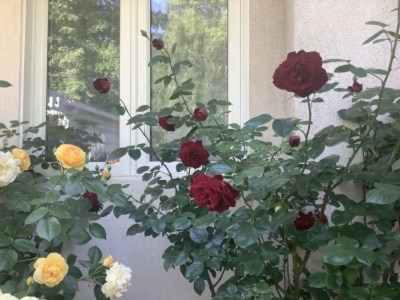 Via Veneto - Old Town Bed & Breakfast 2*